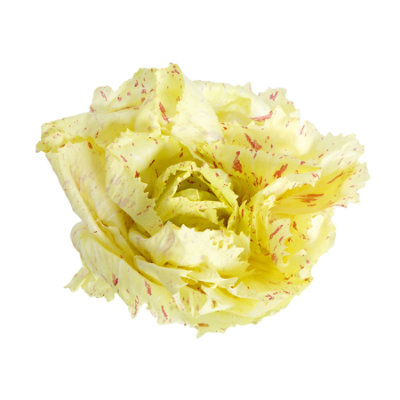 Radicchio Variegato Yellow Varigated - 6s