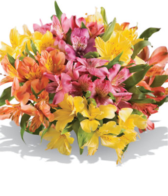 Alstroemeria Warm 7 Stem - Each (colors may vary) - Image 1