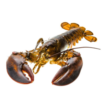 Lobster Live Service Case - 1.25 Lb - Image 1