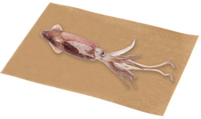 Fresh Whole Squid Service Case - 2.75 Lb - Image 1