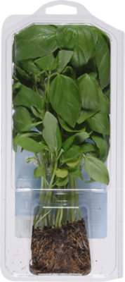 O Organics Basil Living - Each - Image 3