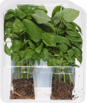 O Organics Basil Living - 2 Count - Image 5