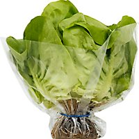 Petes Living Greens Butter Lettuce - Each - Image 2