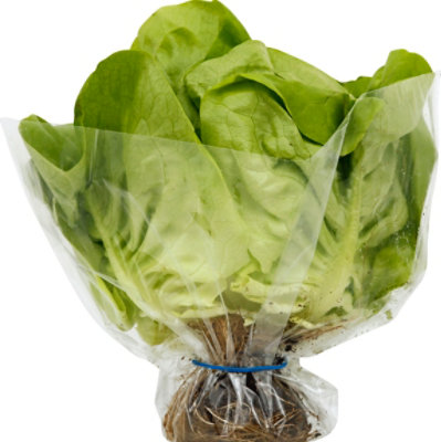 Petes Living Greens Butter Lettuce - Each - Image 2