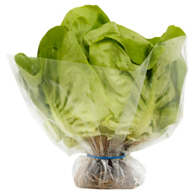 Petes Living Greens Butter Lettuce - Each