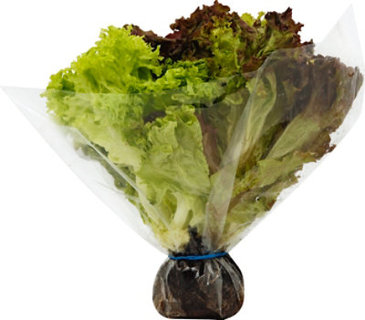 Petes Living Greens Bouquet Lettuce - Each - Image 2