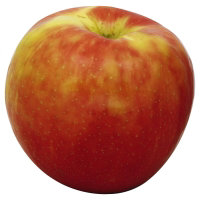 Apple, 'Honeycrisp' #10