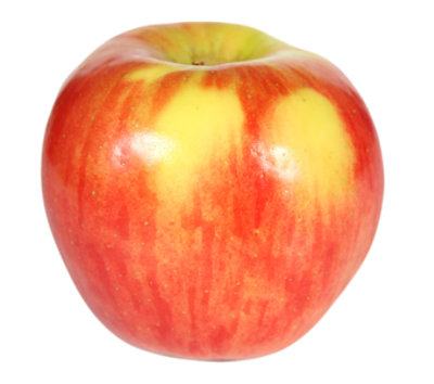 Autumn Glory Apple - Image 1