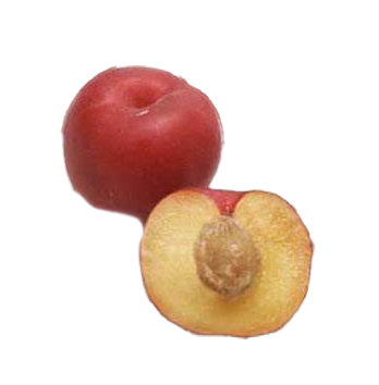 Apricots Red Velvet - Image 1