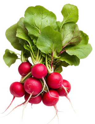 Radish Red Bulk - Image 1