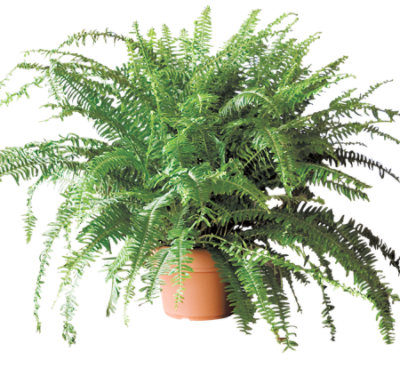 Kimberly Queen Fern - 10 In - Image 1