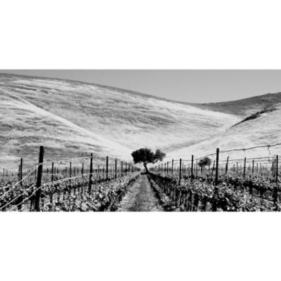 Catchwire Wine White Chardonnay - 750 Ml - Image 3