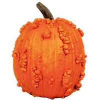 Knucklehead Pumpkin Large - Weight Between 16-24 Lb - Image 1