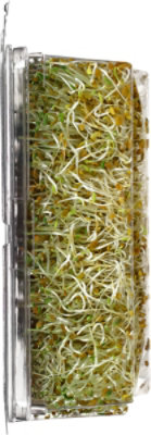 Wild About Sprouts Amazing Alfalfa - 3 Oz - Image 2