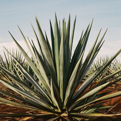 Tequila Ocho Tequila Reposado Puerta Del Aire - 750 Ml - Image 4