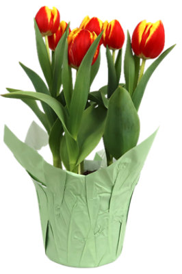 Tulip 6 Inch - Each - Image 1