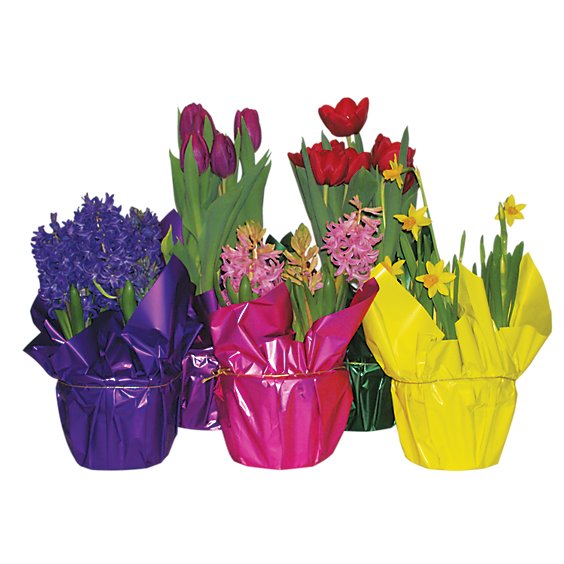 Garden Bulbs 6 Inch - colors may vary