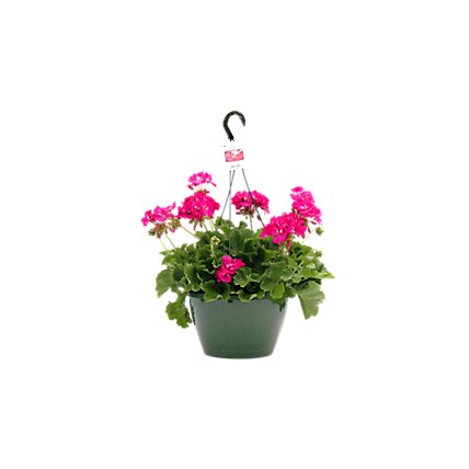 Flowering Hanging Basket 10 Inch - Each - Image 1