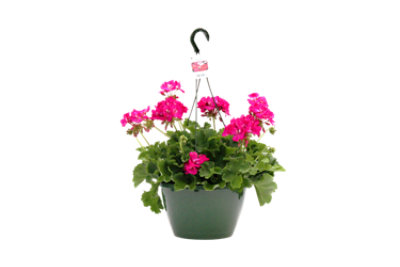 Flowering Hanging Basket 10 Inch - Each - Image 1