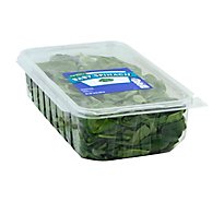 Signature Farms Spinach Baby Clamshell - 10 Oz