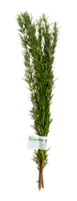 Organic Rosemary - .75 Oz - Image 1