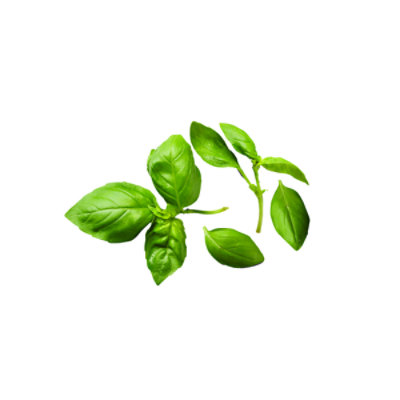 Basil Hydroponic - Each - Image 1