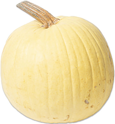 Mellow Yellow Pumpkin Large - Weight Between 16-24 Lb - Image 1