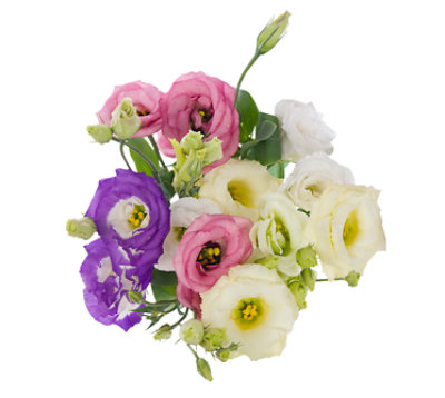 Debi Lilly Lisianthus Mix Cb 5st - Each - Image 1