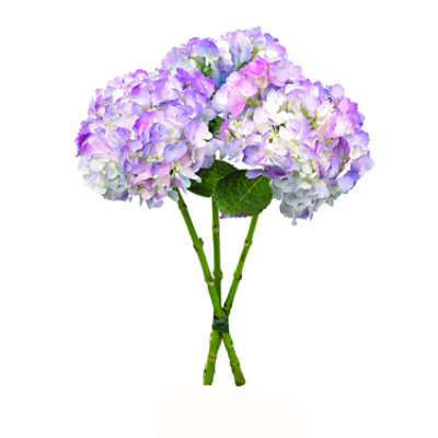 Cotton Candy Hydrangea - Each