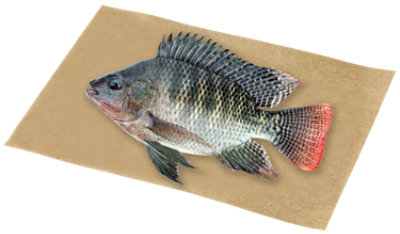 Tilapia Whole Fresh - 1 Lb - Image 1