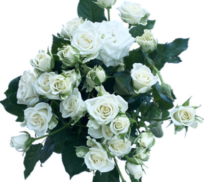 Spray Roses - Each - Image 1