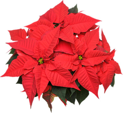 Red Poinsettia 6 Inch - Each - Image 1