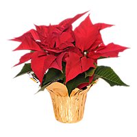 Red Poinsettia - Each - Image 1