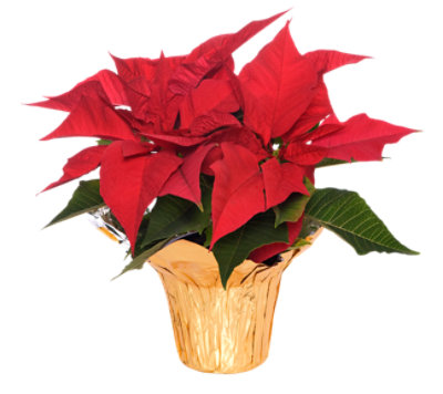 Red Poinsettia 6 Inch - Each - Image 1