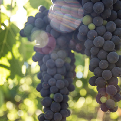 Browne Cab Sauv Skull And Chain Wine - 750 ML - Image 3