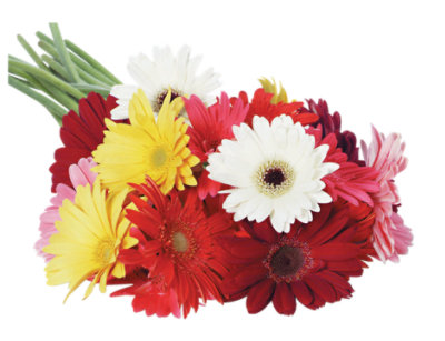 Gerbera Daisy 5 Stem - Each (colors may vary) - Image 1