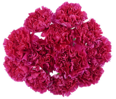 Signature SELECT Carnations  - Each (colors may vary) - Image 1