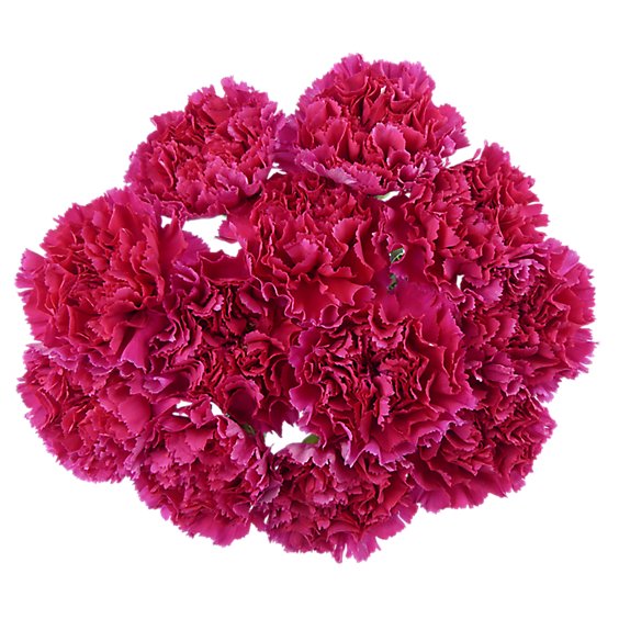 Signature SELECT Carnations 12 Stem - Each (colors may vary)