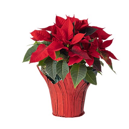 Poinsettia Red 6 In - 6 IN - Image 1