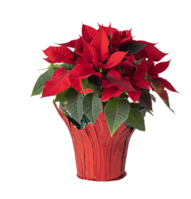Poinsettia Red 6 Inch - Each - Image 1