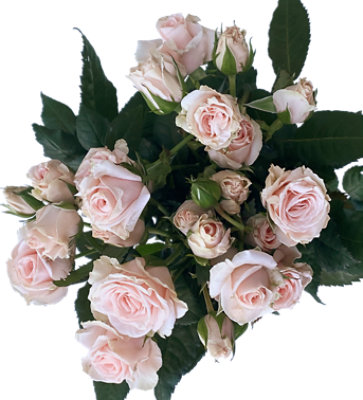 Spray Roses Consumer Bunches 5 Stem - Each - Image 1