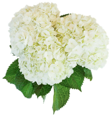 Overjoyed Boutique Hydrangea White 3 Stem - tomthumb