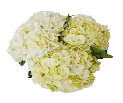 Debi Lilly White Hydrangea 3 Stem - Each - Image 1