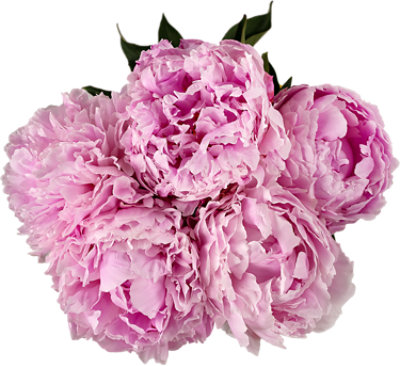 Overjoyed Boutique Peony Assorted - Each - Image 1