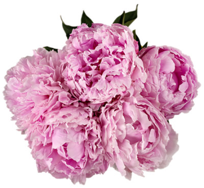 Debi Lilly Peony 5 Stem Assorted - Each - Image 1