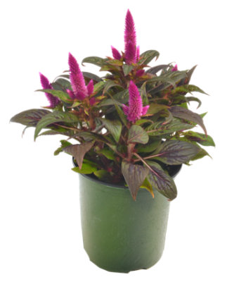 Celosia Intez 2.55 Qt - EACH - Image 1