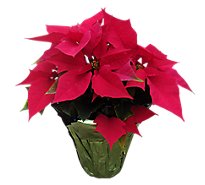 Red Poinsettia - 6 INCH