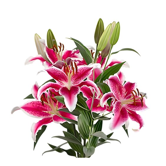 Debi Lilly Oriental White Lily Guar 3 Stem - 3 ST