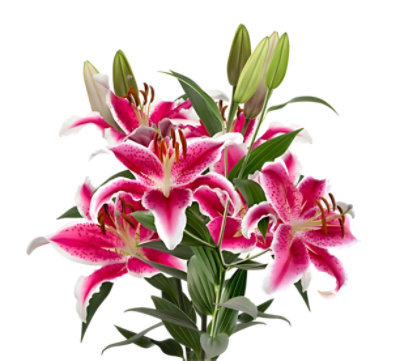 Debi Lilly Oriental White Lily Guar 3 Stem - 3 ST