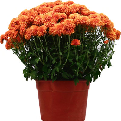 Hardy Mum 8in - 8 IN - Image 2